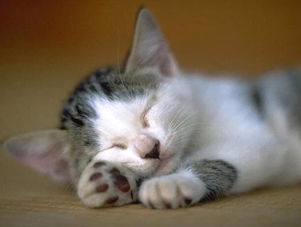 親,我想多睡一小時……