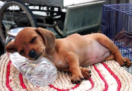 親,我想多睡一小時……