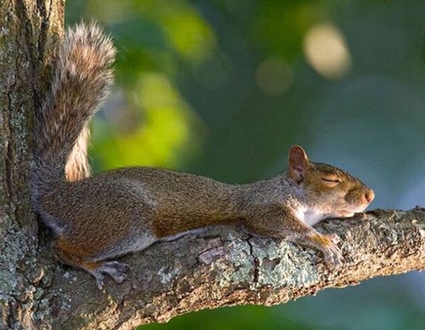 親,我想多睡一小時……