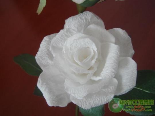 ������õ�廨