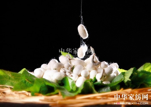 廣西蠶業(yè)技術(shù)推廣情況交流會南寧召開