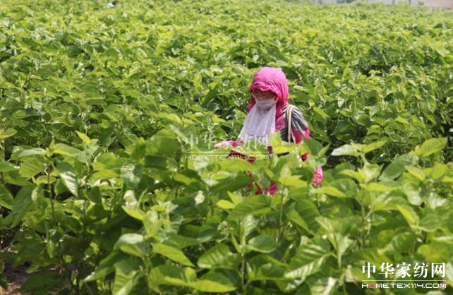 玖久絲綢首屆桑葚采摘節:“葚”是喜人