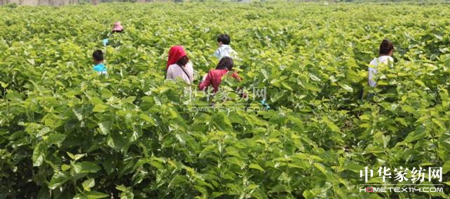 玖久絲綢首屆桑葚采摘節:“葚”是喜人