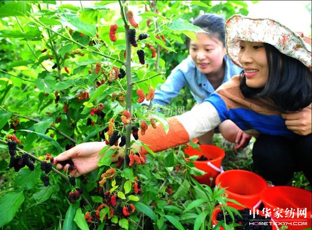 玖久絲綢:桑葚采摘節圓滿落幕