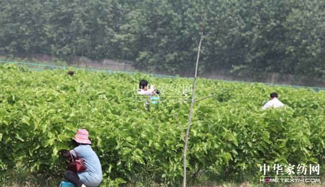 玖久絲綢:桑葚采摘節圓滿落幕