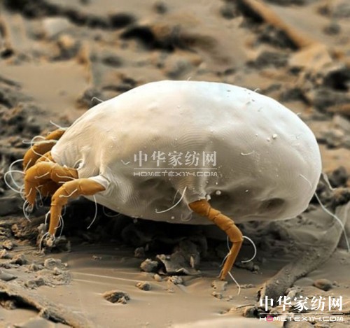夏季不可忽視的螨蟲危害