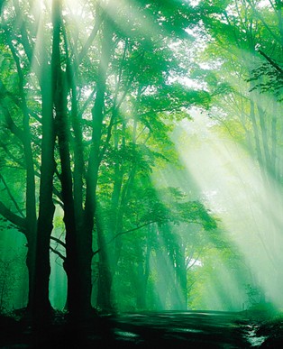 紫羅蘭生機家紡:睡眠中的空氣維生素-負氧離子