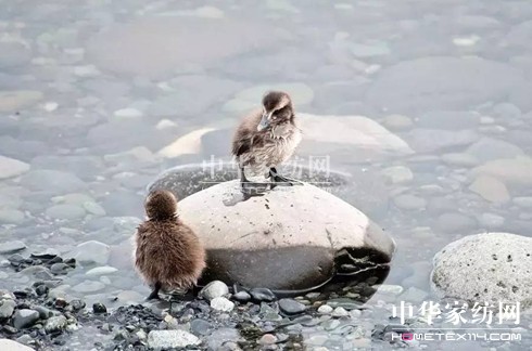 ������27�f�I�²���Ҽ�"����"��"����"��