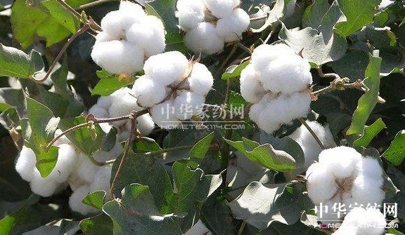 美浴生活:世界上最美麗的花--棉花!