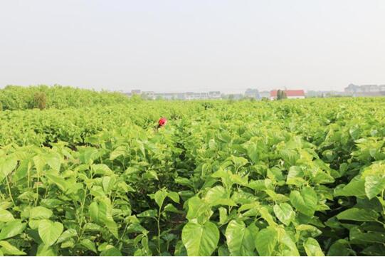 錢皇絲綢獲“2017中國家紡居家誠信品牌獎“!業內新零售系統賦能尚宮苑蠶絲!