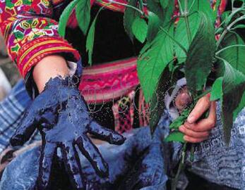 ˯�����Ҽ���Ȼֲ��ӡȾ��ˇ