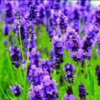 ޹�²���ζ΢�z�����턩